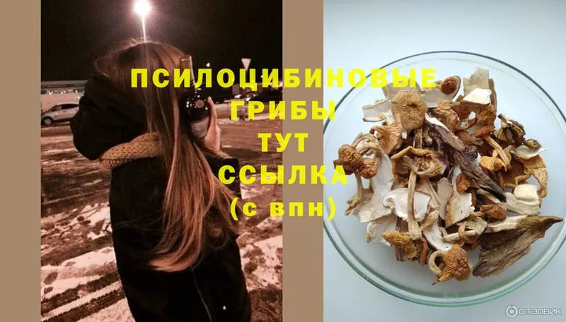 Псилоцибиновые грибы Psilocybine cubensis  Новоаннинский 